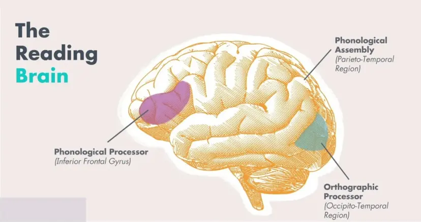 O‘qib tushunish kompetensiyasining neyropedagogik asoslari